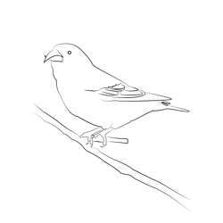 Crossbill 3 Free Coloring Page for Kids