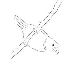 Crossbill 4 Free Coloring Page for Kids