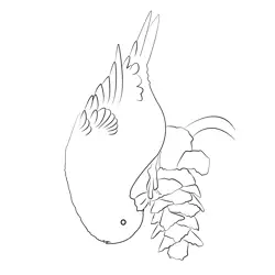 Crossbill 5 Free Coloring Page for Kids