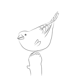 Crossbill 6 Free Coloring Page for Kids