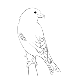 Crossbill 7 Free Coloring Page for Kids