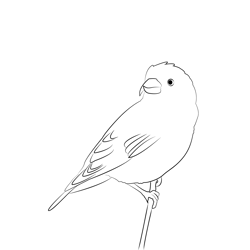 Crossbill 8 Free Coloring Page for Kids