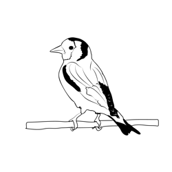 Goldfinch 1 Free Coloring Page for Kids