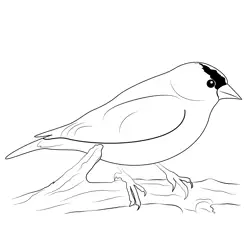Goldfinch Birds Free Coloring Page for Kids
