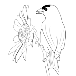Goldfinch On Sunflower Free Coloring Page for Kids