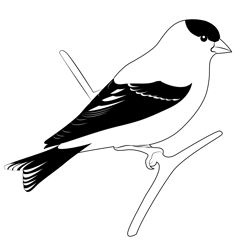 Goldfinch Free Coloring Page for Kids