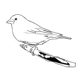 Greenfinch 1 Free Coloring Page for Kids