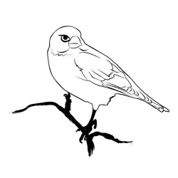 Greenfinch 2 Free Coloring Page for Kids