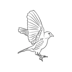 Greenfinch 3 Free Coloring Page for Kids