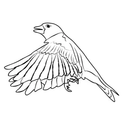 Greenfinch 4 Free Coloring Page for Kids