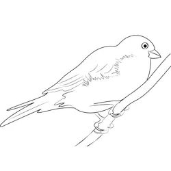 Grey Headed Canary Free Coloring Page for Kids