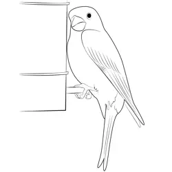Hang On Nest Purple Finch Free Coloring Page for Kids