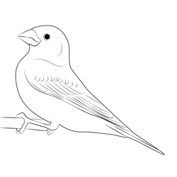 Hang On Purple Finch Free Coloring Page for Kids