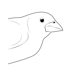 Head Purple Finch Free Coloring Page for Kids