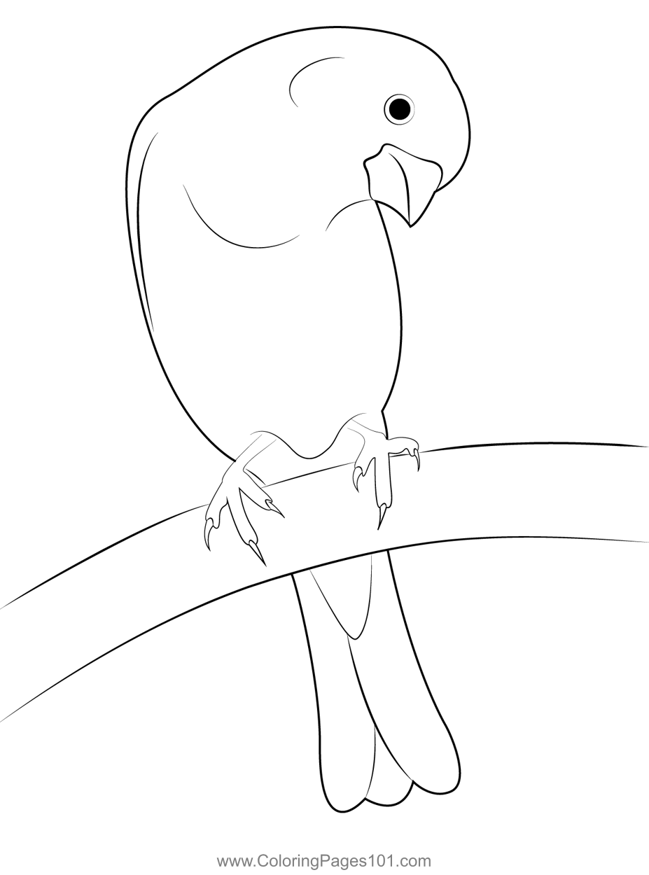 Head Turning Bird Coloring Page for Kids - Free Finches Printable