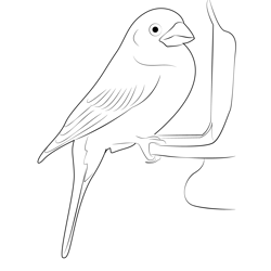House Finch Free Coloring Page for Kids