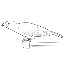 Juvenile Male Purple Finch Free Coloring Page for Kids