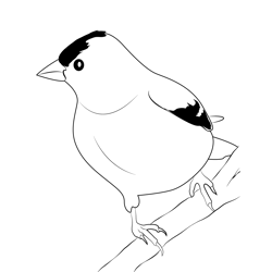 Male American Goldfinch Free Coloring Page for Kids