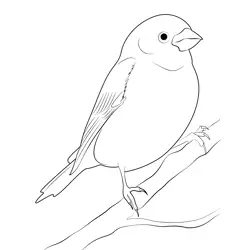 Male Purple Finch Free Coloring Page for Kids