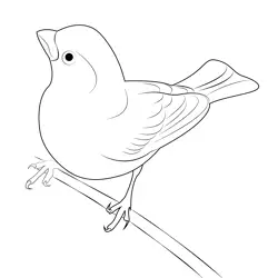 Notice Purple Finch Free Coloring Page for Kids