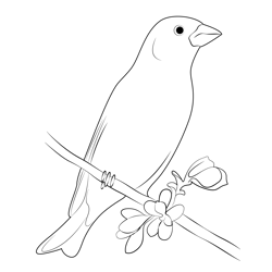 Perched Male Purple Finch Free Coloring Page for Kids