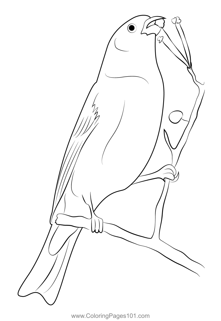 Pine Grosbeak 12 Coloring Page for Kids Free Finches Printable
