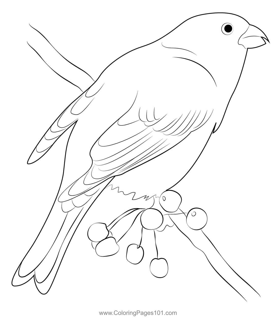 Pine Grosbeak 17 Coloring Page for Kids Free Finches Printable