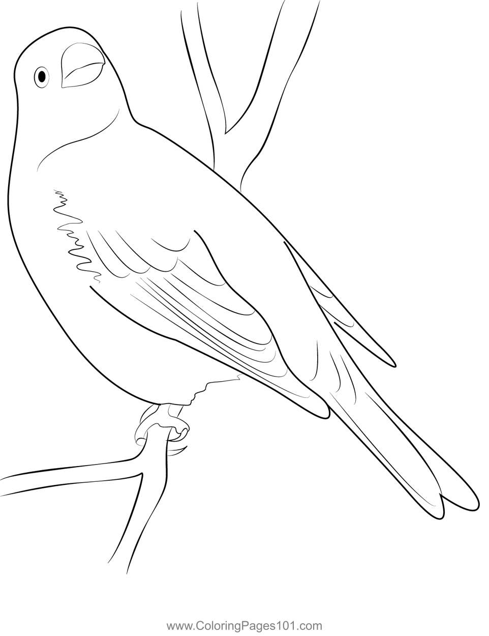 Pine Grosbeak 7 Coloring Page for Kids Free Finches Printable