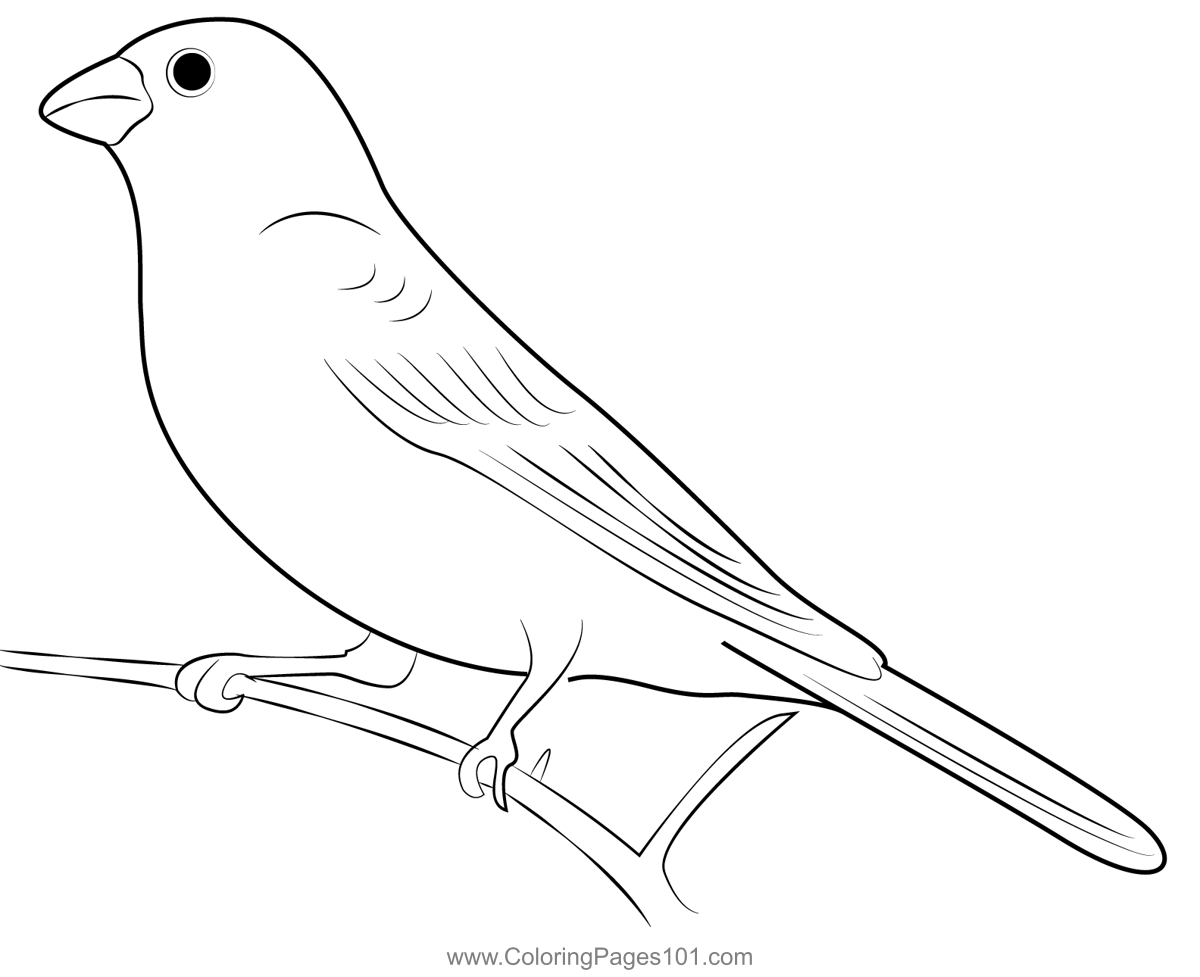 Pine Grosbeak 8 Coloring Page for Kids Free Finches Printable