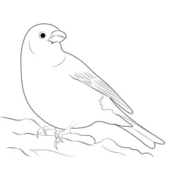 Pine Grosbeak Bird Free Coloring Page for Kids