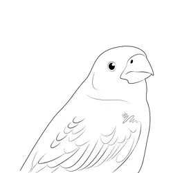 Pine Grosbeak Close Up Free Coloring Page for Kids