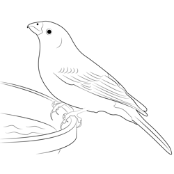 Pine Grosbeak Drink A Water Free Coloring Page for Kids