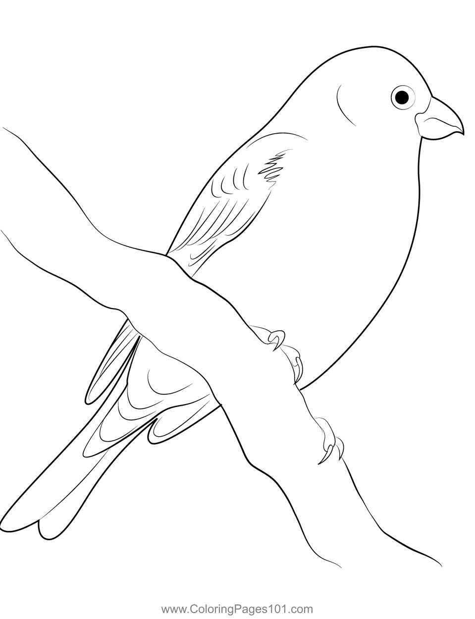 Pine Grosbeak Female Coloring Page for Kids Free Finches Printable