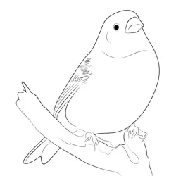 Pine Grosbeak Hunger Free Coloring Page for Kids