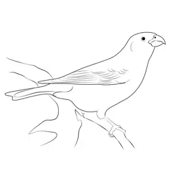 Pine Grosbeak Male Free Coloring Page for Kids