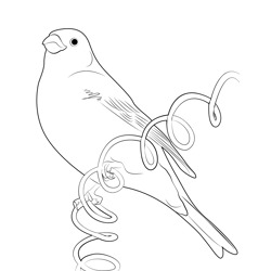 Pine Grosbeak Photo Free Coloring Page for Kids