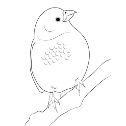 Pine Grosbeak Small Free Coloring Page for Kids