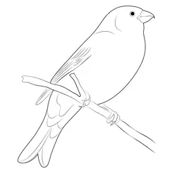 Pine Grosbeak Winter Birds Free Coloring Page for Kids