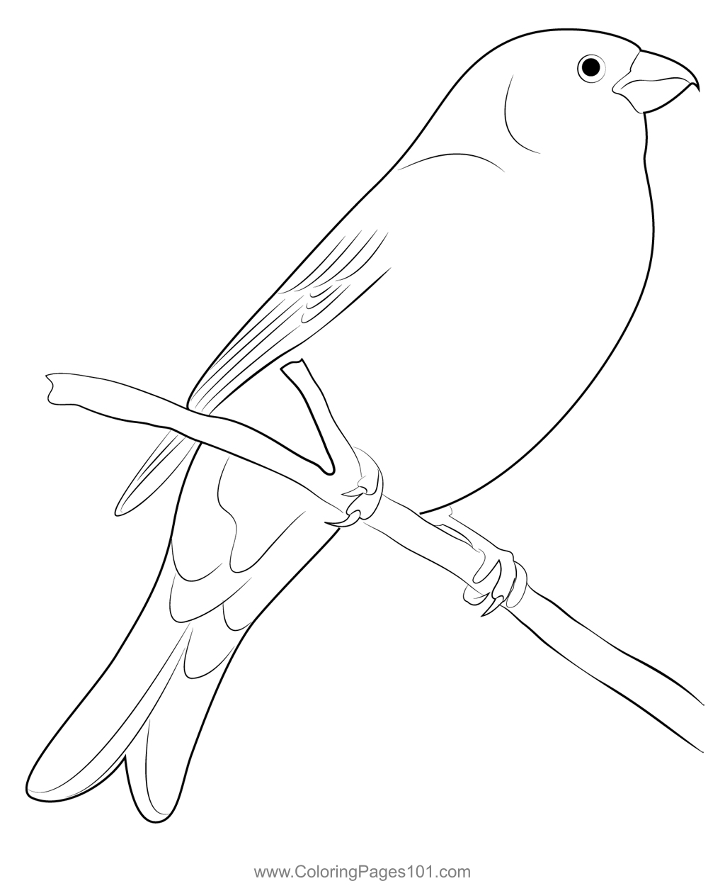 Pine Grosbeak Winter Birds