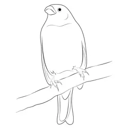 Pink Or Red Pine Grosbeak Free Coloring Page for Kids