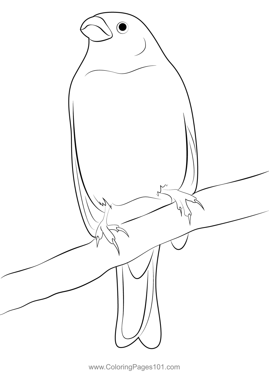 Pink Or Red Pine Grosbeak Coloring Page for Kids Free Finches