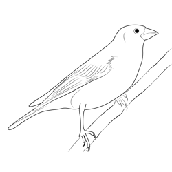 Purple Finch 1 Free Coloring Page for Kids