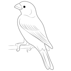 Purple Finch 10 Free Coloring Page for Kids