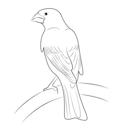 Purple Finch 11 Free Coloring Page for Kids