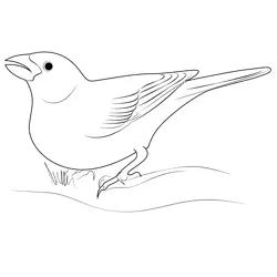 Purple Finch 12 Free Coloring Page for Kids