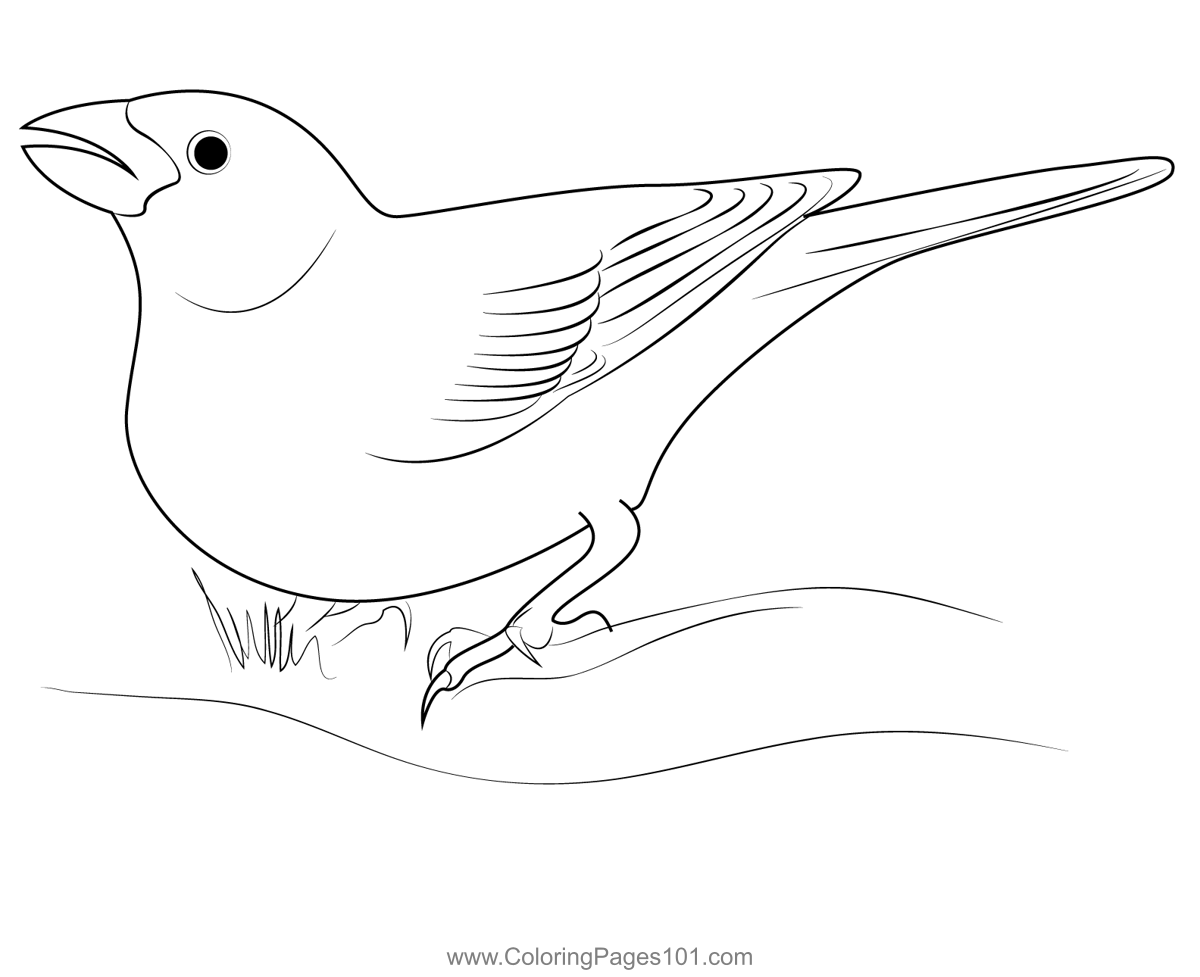 Purple Finch 12 Coloring Page for Kids - Free Finches Printable
