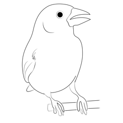 Purple Finch 13 Free Coloring Page for Kids