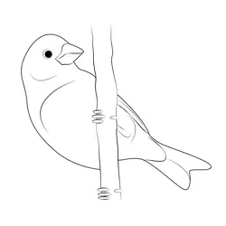 Purple Finch 14 Free Coloring Page for Kids
