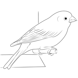 Purple Finch 2 Free Coloring Page for Kids