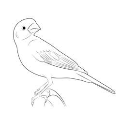 Purple Finch 3 Free Coloring Page for Kids